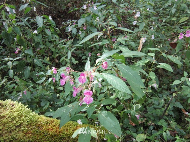 61378 Cascade River Road Marblemount, WA 98267 - Photo 10 of 12 Gallery Image 10