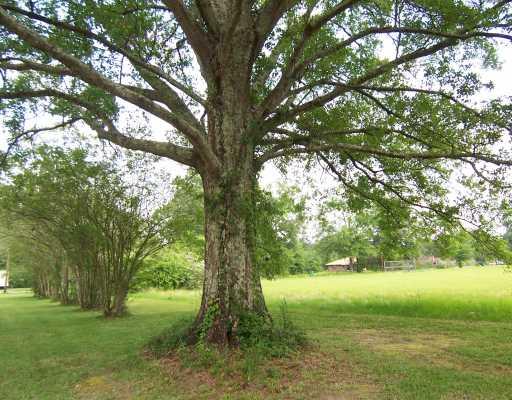 10370 Gatlin Road Hammond, LA 70403 - Photo 12 of 12 Gallery Image 12