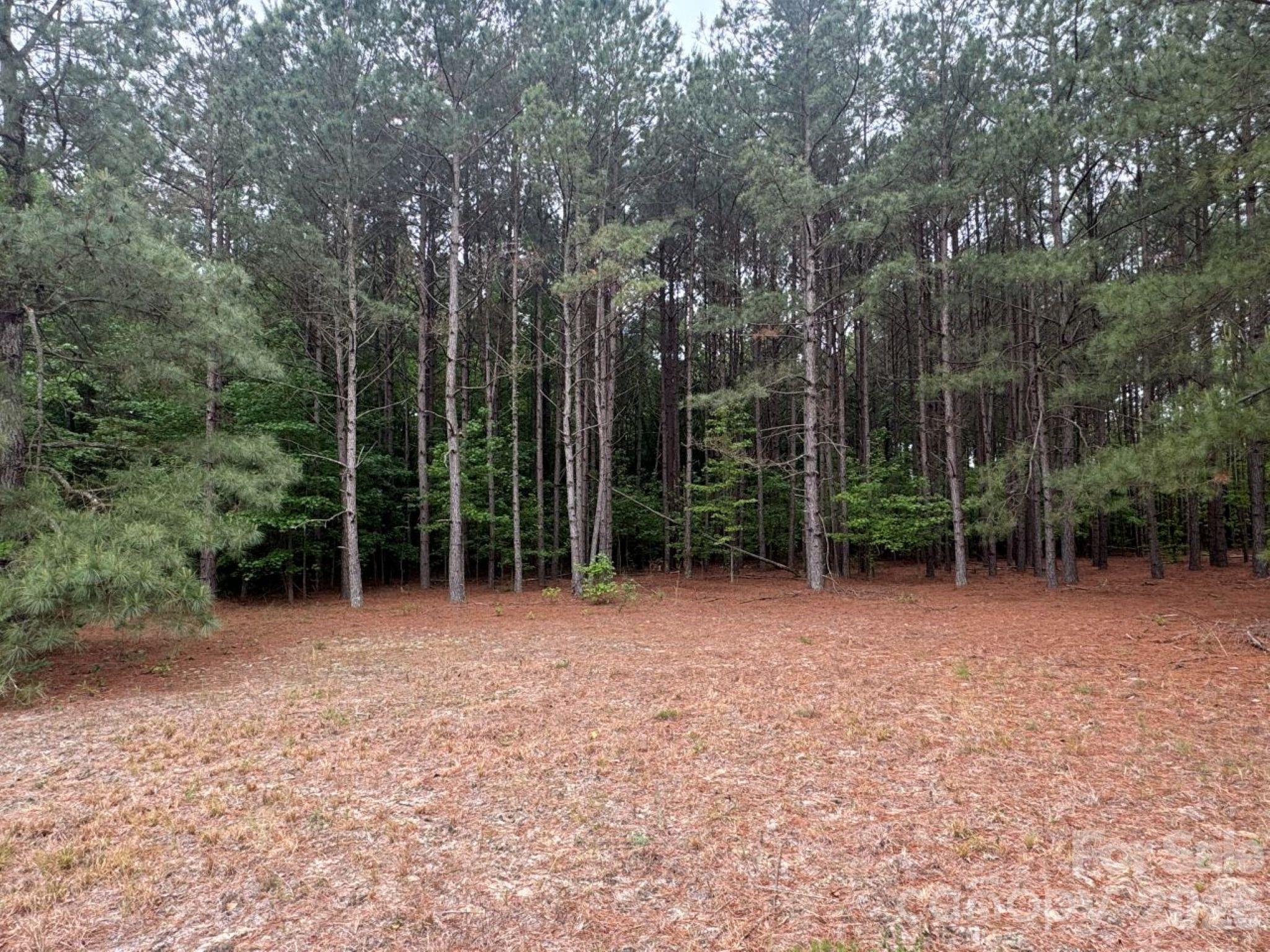 0 Daniel Chapel Road McColl, SC 29570 - Photo 31 of 34 Gallery Image 31