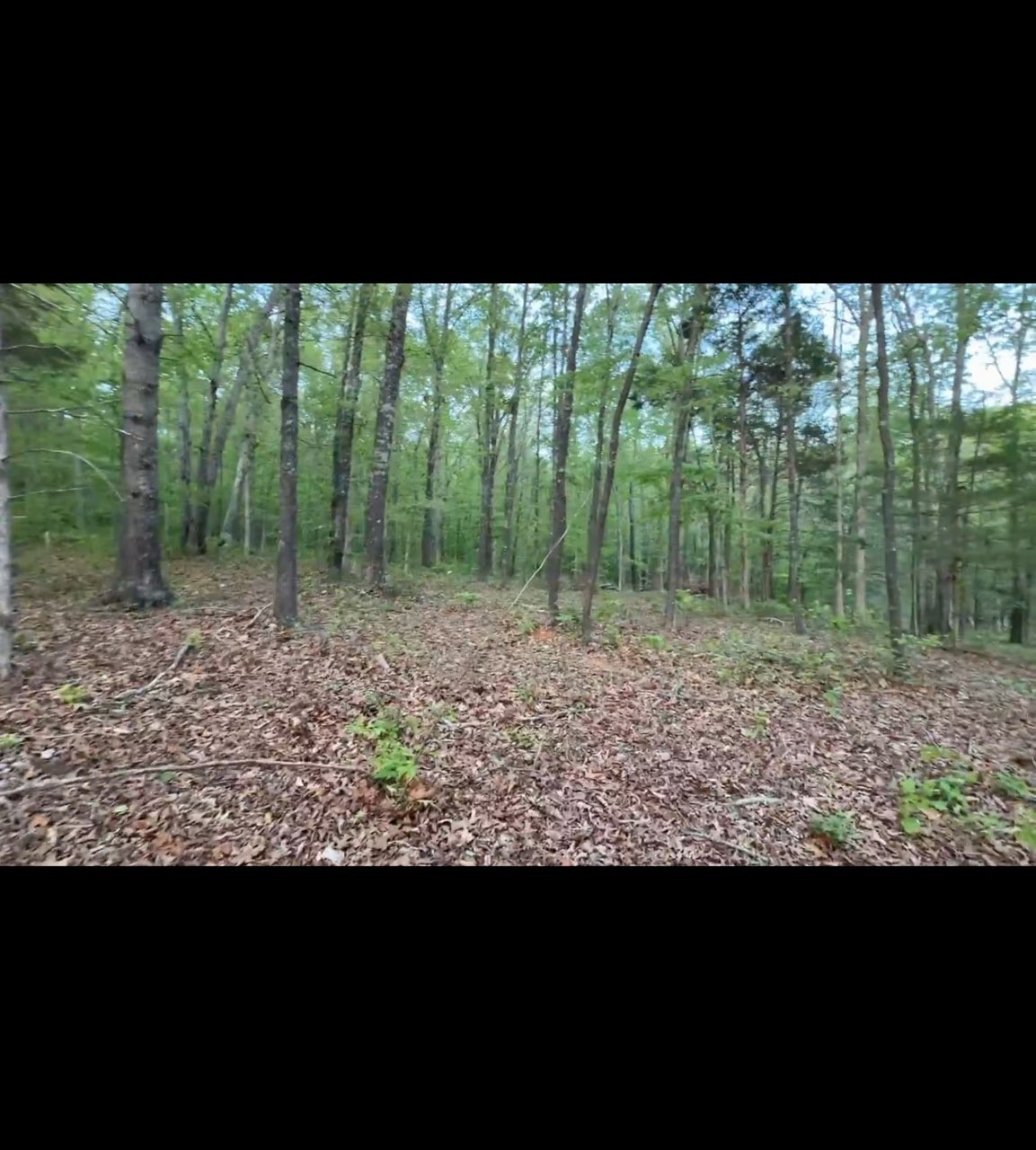 4587 Chapel Hill Road Southside, TN 37171 - Photo 2 of 3
