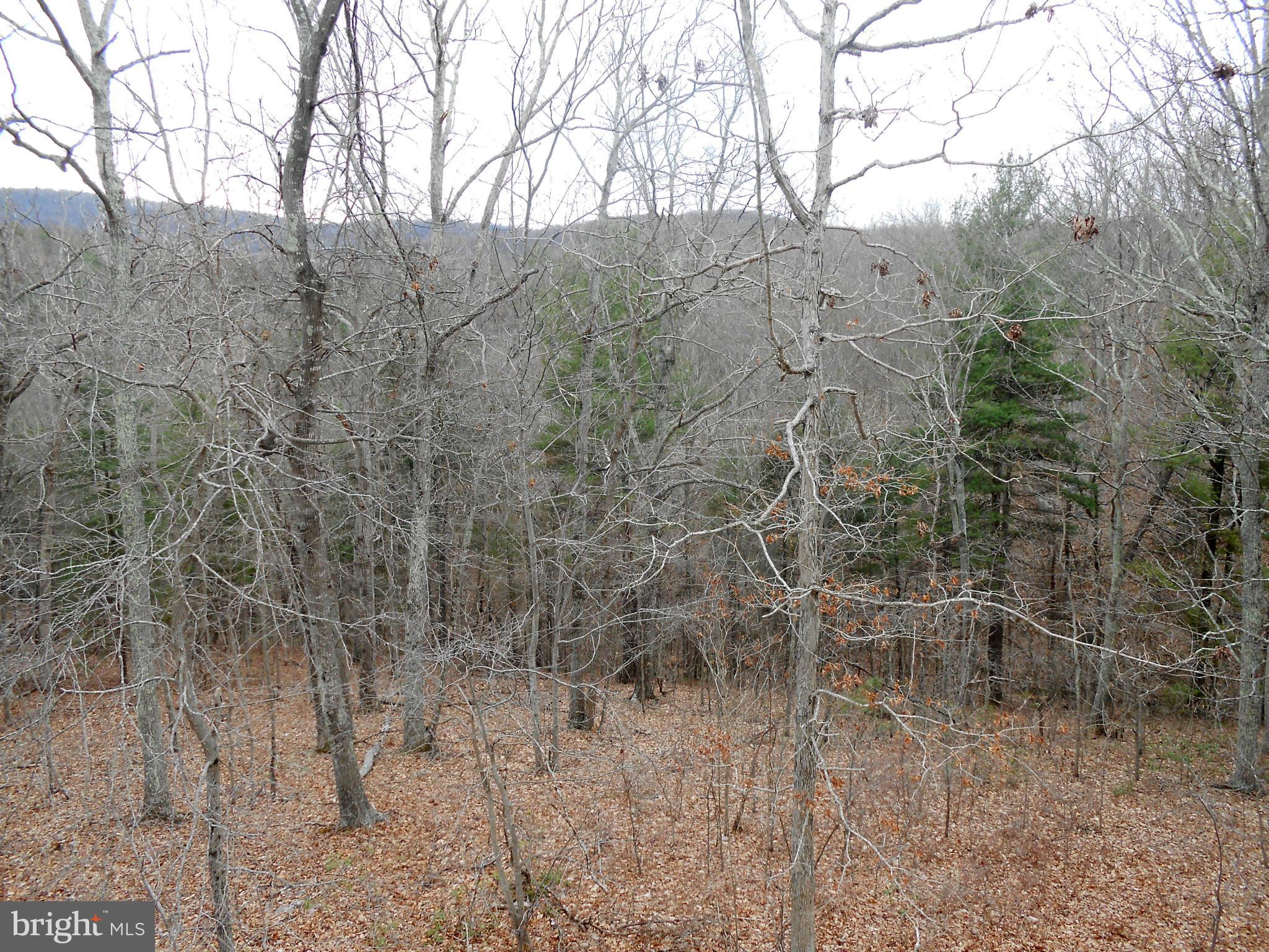 158 Deerhaven Road Front Royal, VA 22630 - Photo 29 of 30 Private lot with stream