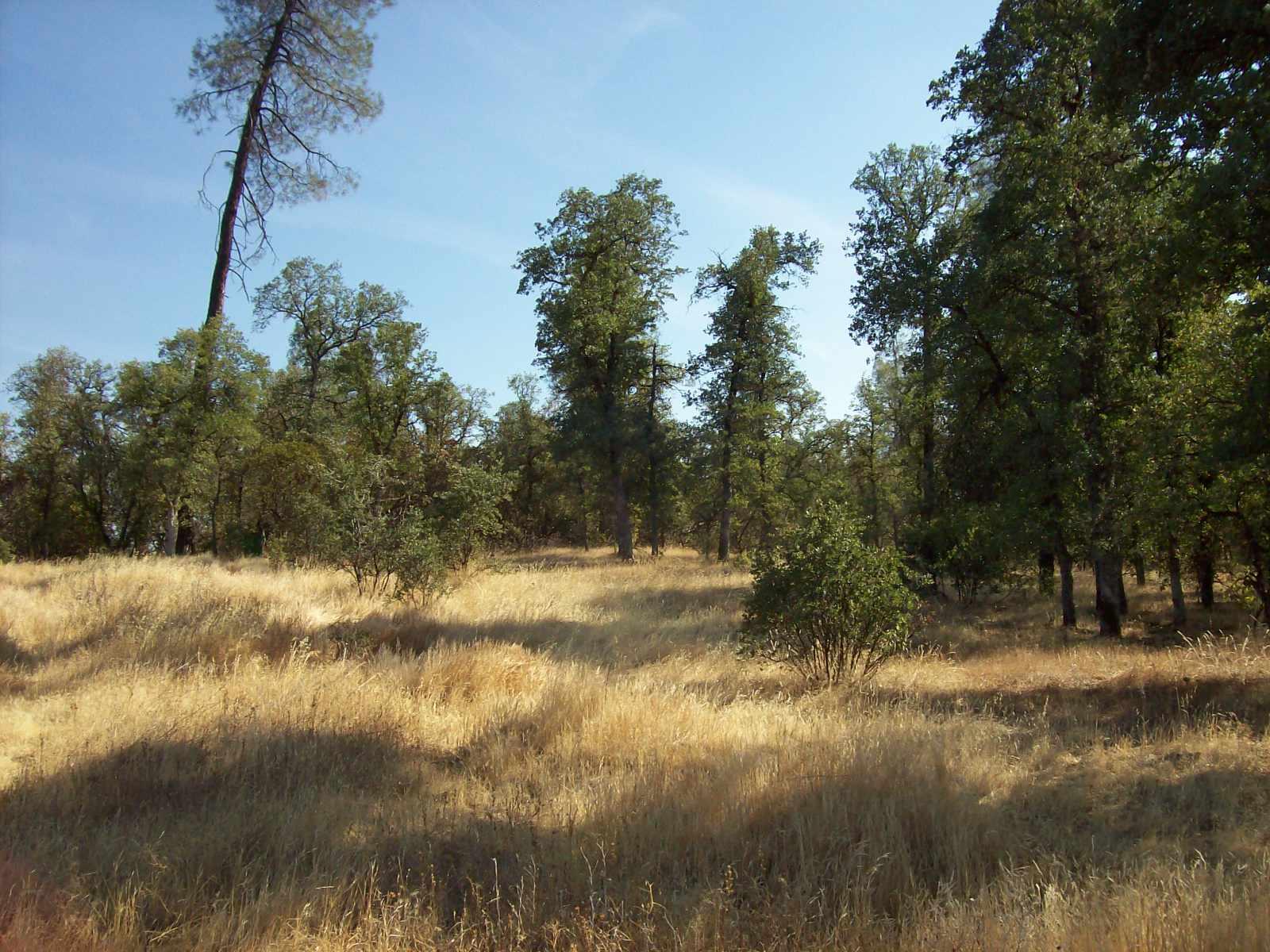 Lot #3 Quail Ridge Road Cottonwood, CA 96022 - Photo 8 of 12 Home Site 3