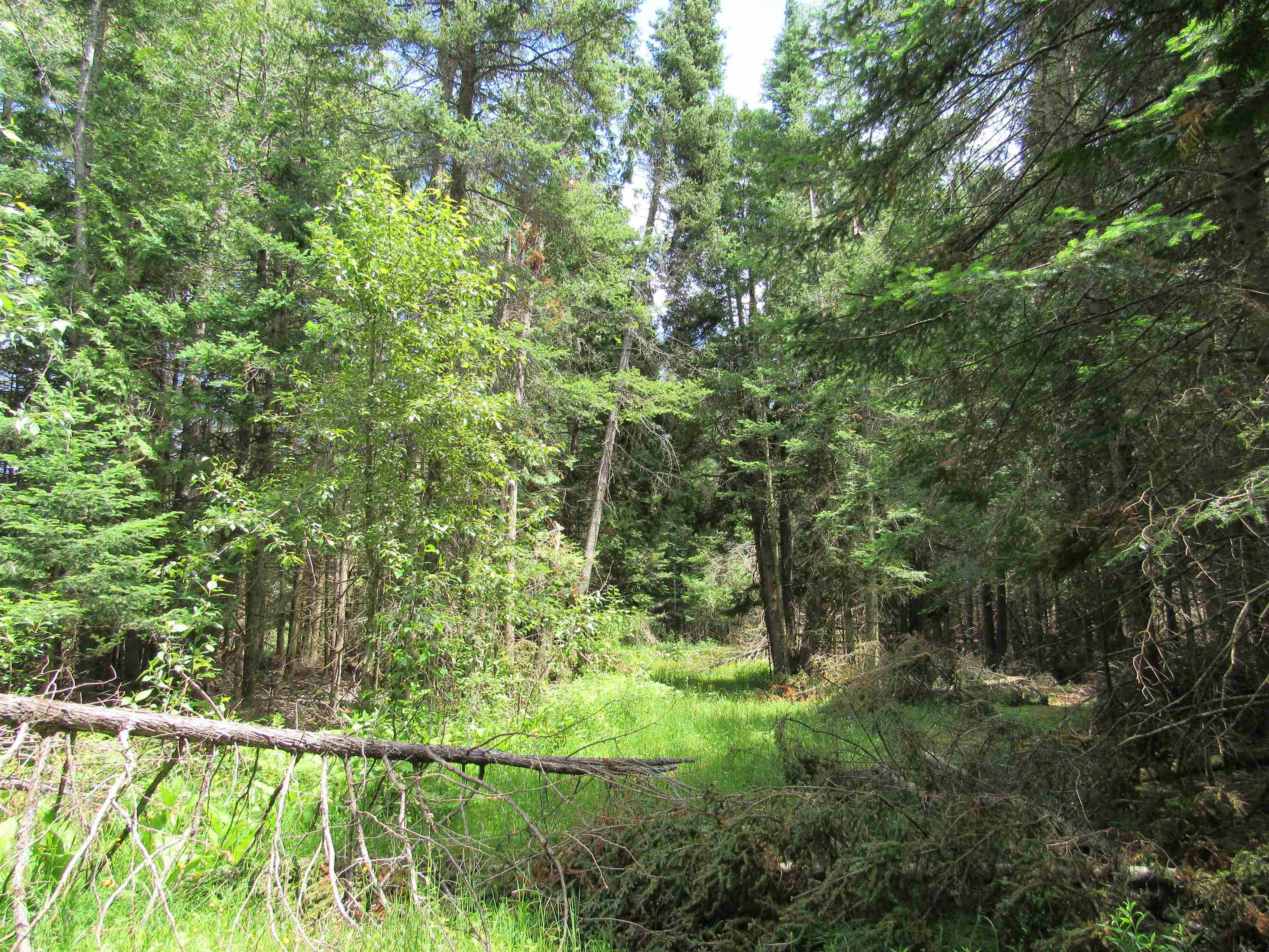 0 North Poor Farm Road Harrisville, MI 48740 - Photo 5 of 20