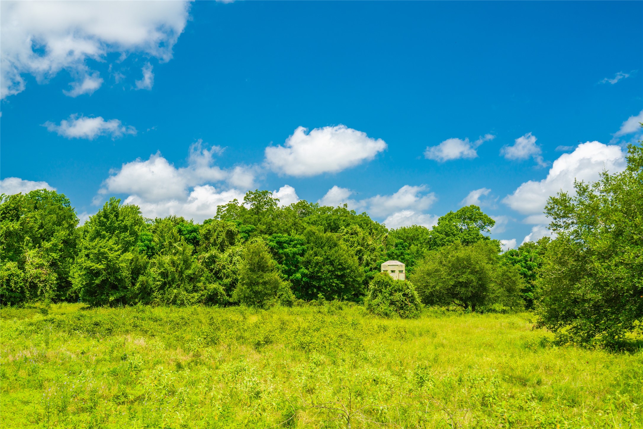 0 FM 180 Road Ledbetter, TX 78946 - Photo 7 of 14 a view of a flower in a garden