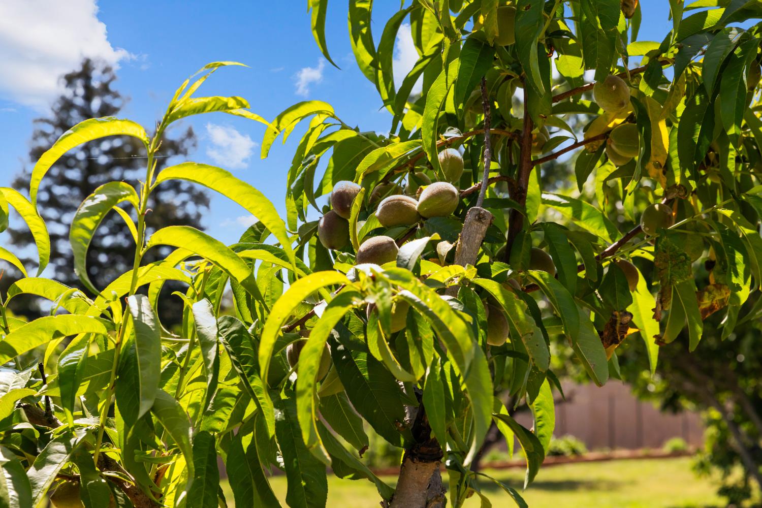 2409 Rio Oso Road Rio Oso, CA 95674 - Photo 60 of 67