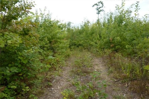 Madison Road Barryton, MI 49305 - Photo 2 of 2 P1050595-Trail-WR