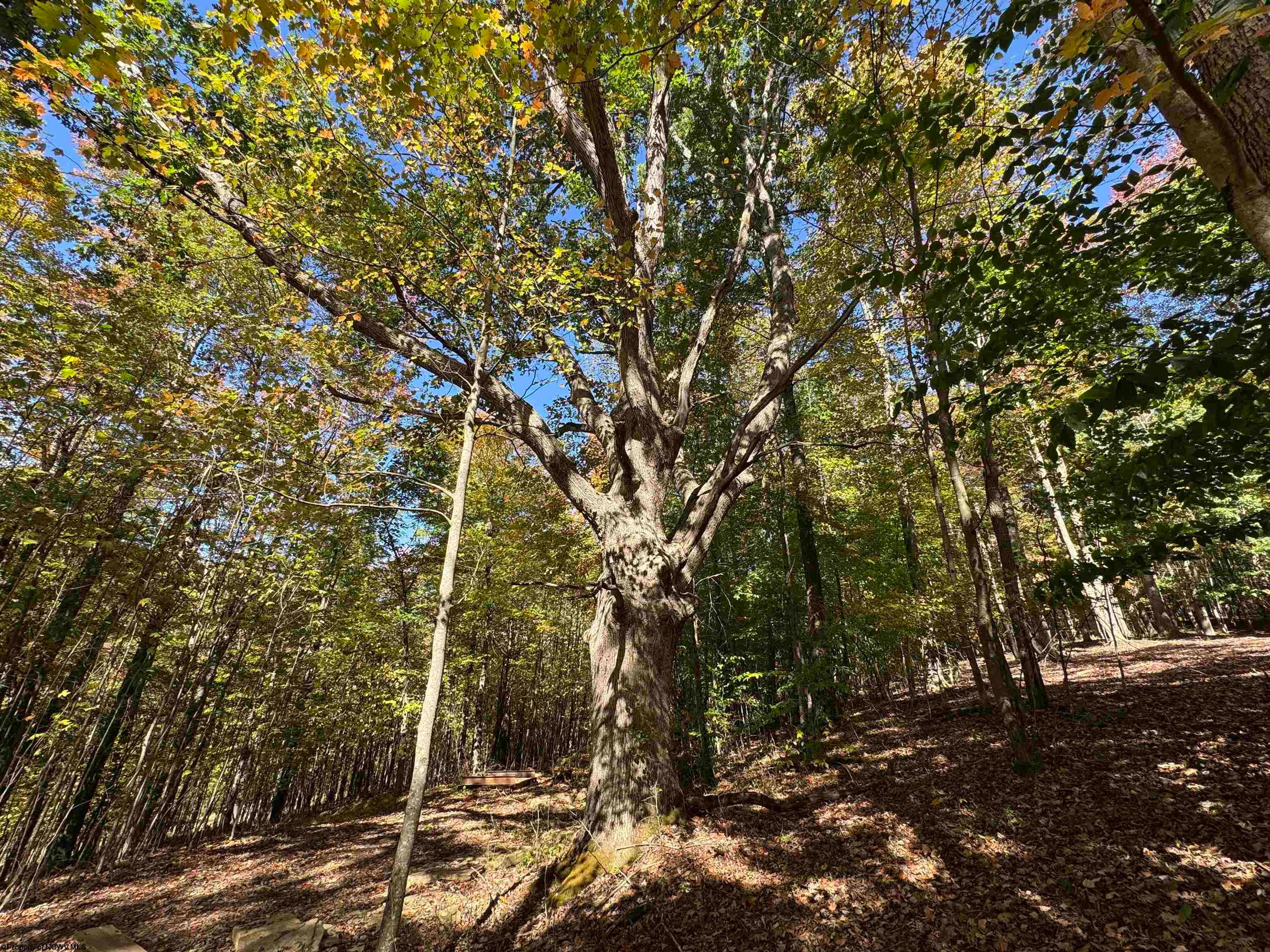3 B Isner Elkins, WV 26241 - Photo 3 of 6 Gallery Image 3