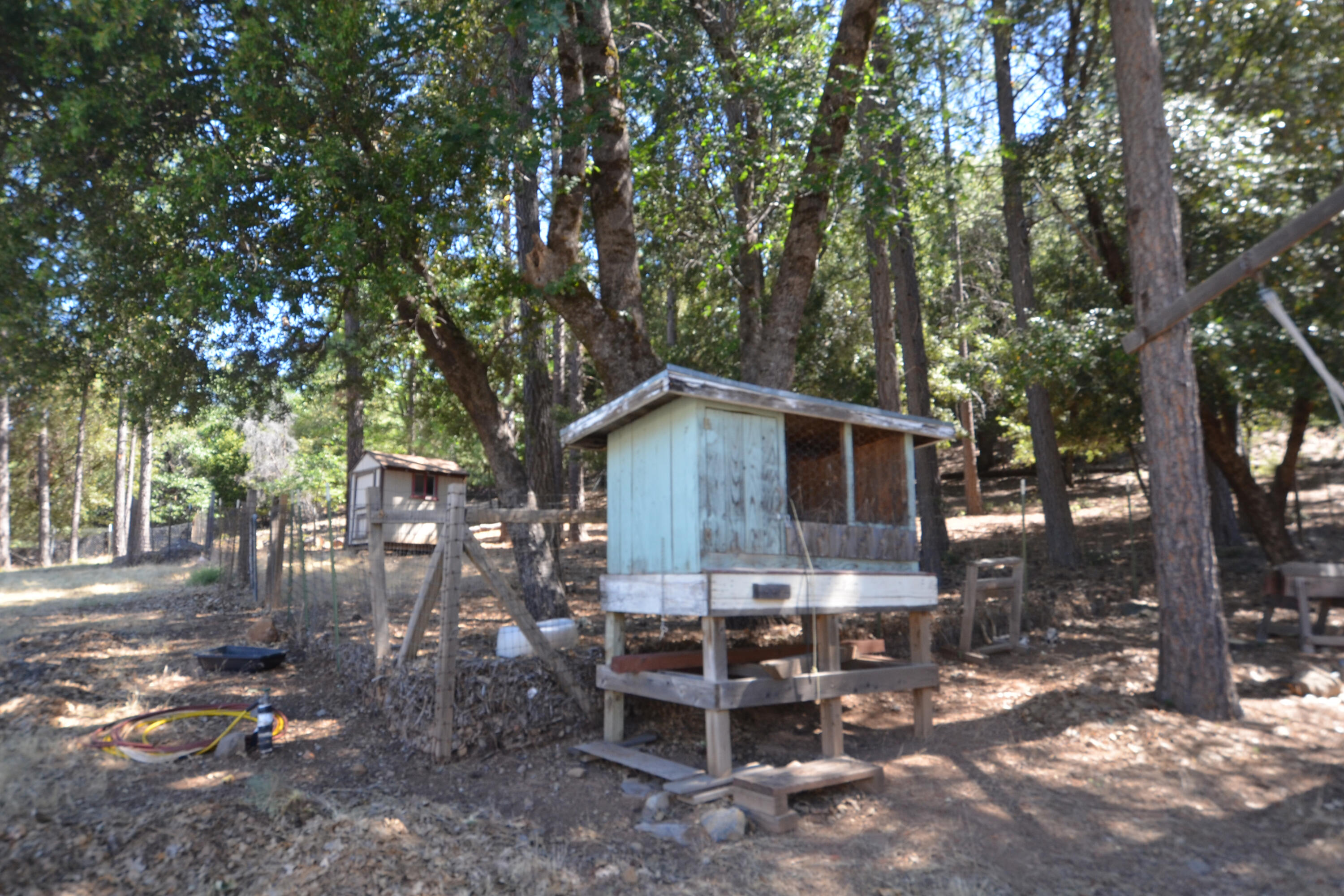 31300 Miller Mountain Road Whitmore, CA 96096 - Photo 23 of 38 31300 chicken