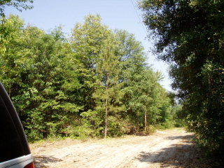 0 Shaws Fork Road Wagener, SC 29164 - Photo 1 of 1