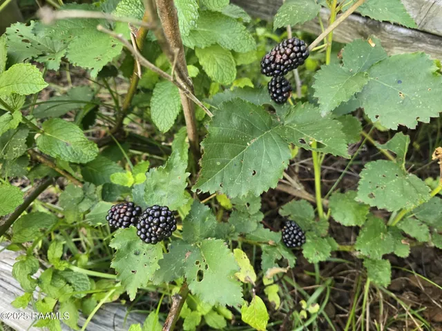 $170,000 | 208 South Guegnon Street, Abbeville, LA 70510