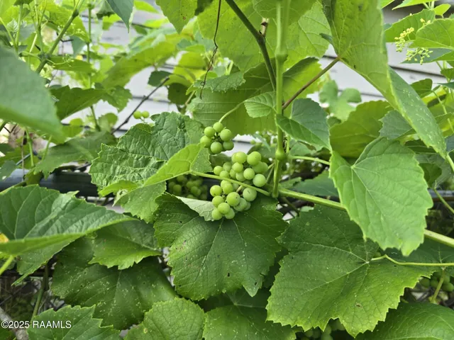 $170,000 | 208 South Guegnon Street, Abbeville, LA 70510