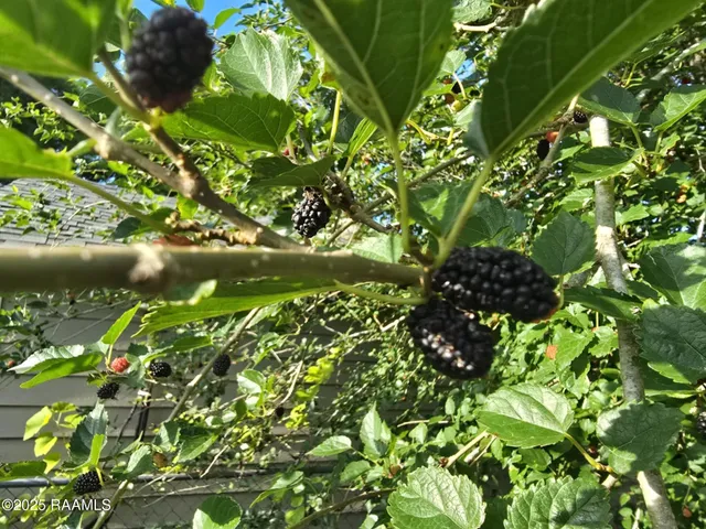 $170,000 | 208 South Guegnon Street, Abbeville, LA 70510