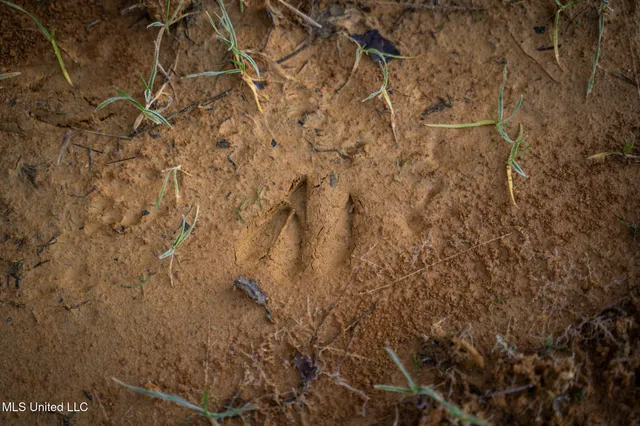 $364,500 | 3885 Attala Road 4153, Sallis, MS 39160