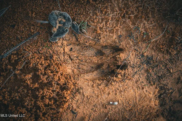 $364,500 | 3885 Attala Road 4153, Sallis, MS 39160