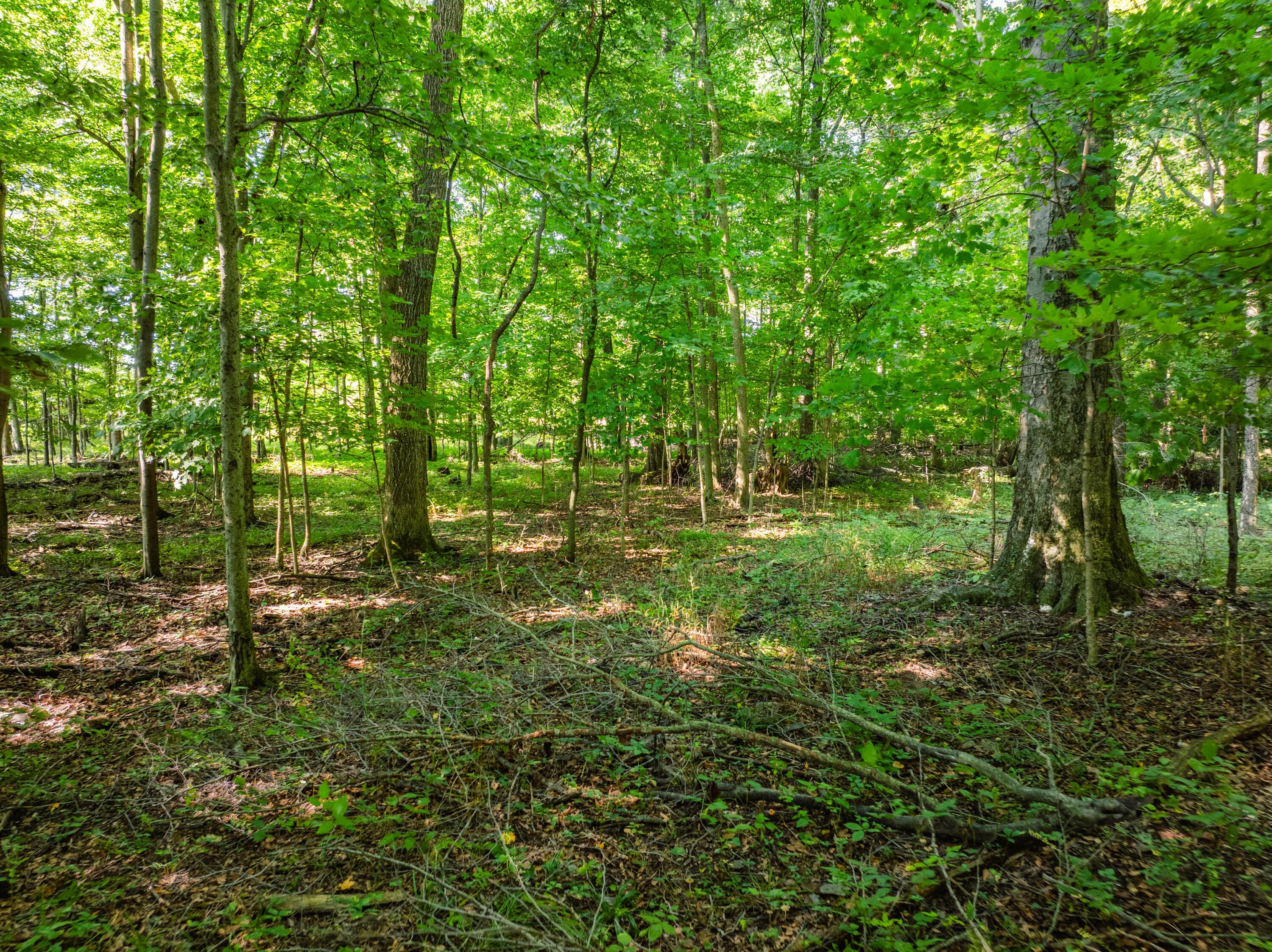 0 Sycamore Road Centerburg, OH 43011 - Photo 47 of 69 DJI_20260827153425_0855_D-HDR