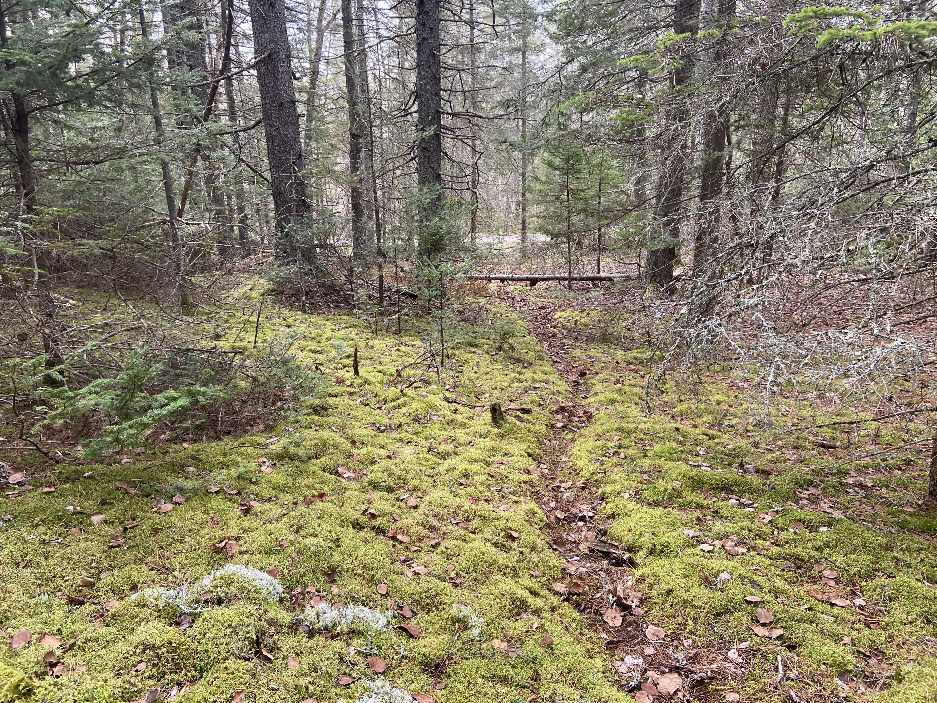 500 A Calderwood Neck Road Vinalhaven, ME 04863 - Photo 2 of 12 IMG_1335