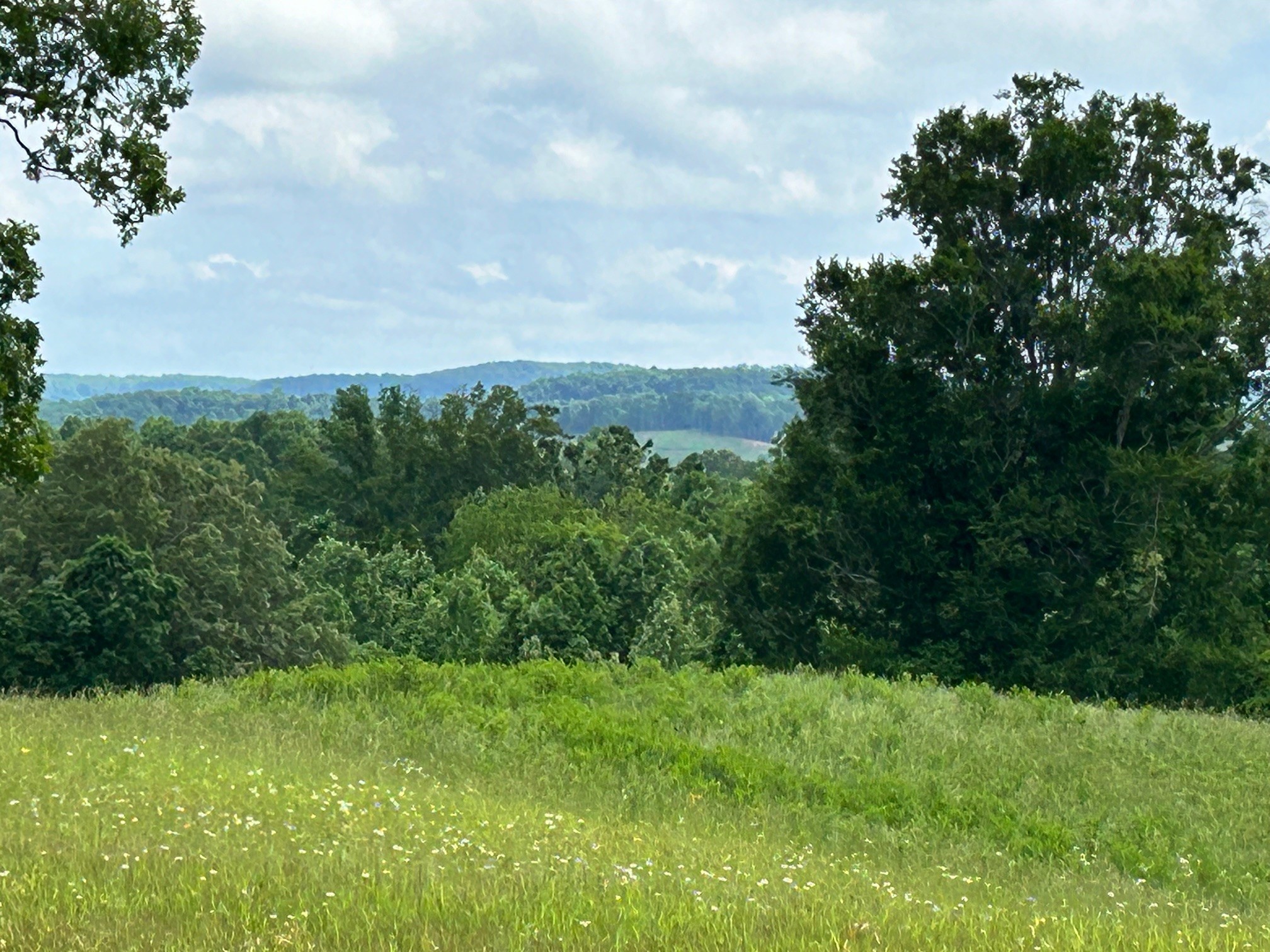 1121 East Gooseneck Road Doyle, TN 38559 - Photo 10 of 20 a view of a yard with plants and a large tree