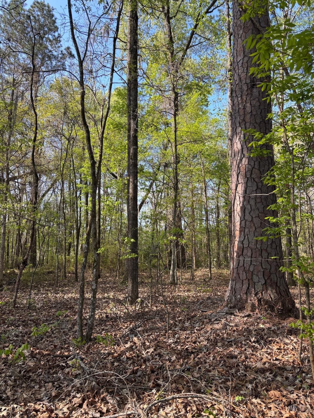Rocky Ford Road Salters, SC 29590 - Photo 2 of 18 Gallery Image 2