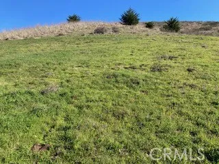 a view of a big yard with plants and a mountain view