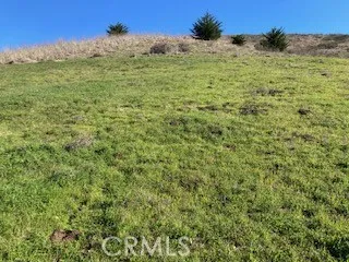 a view of a green field with lots of bushes