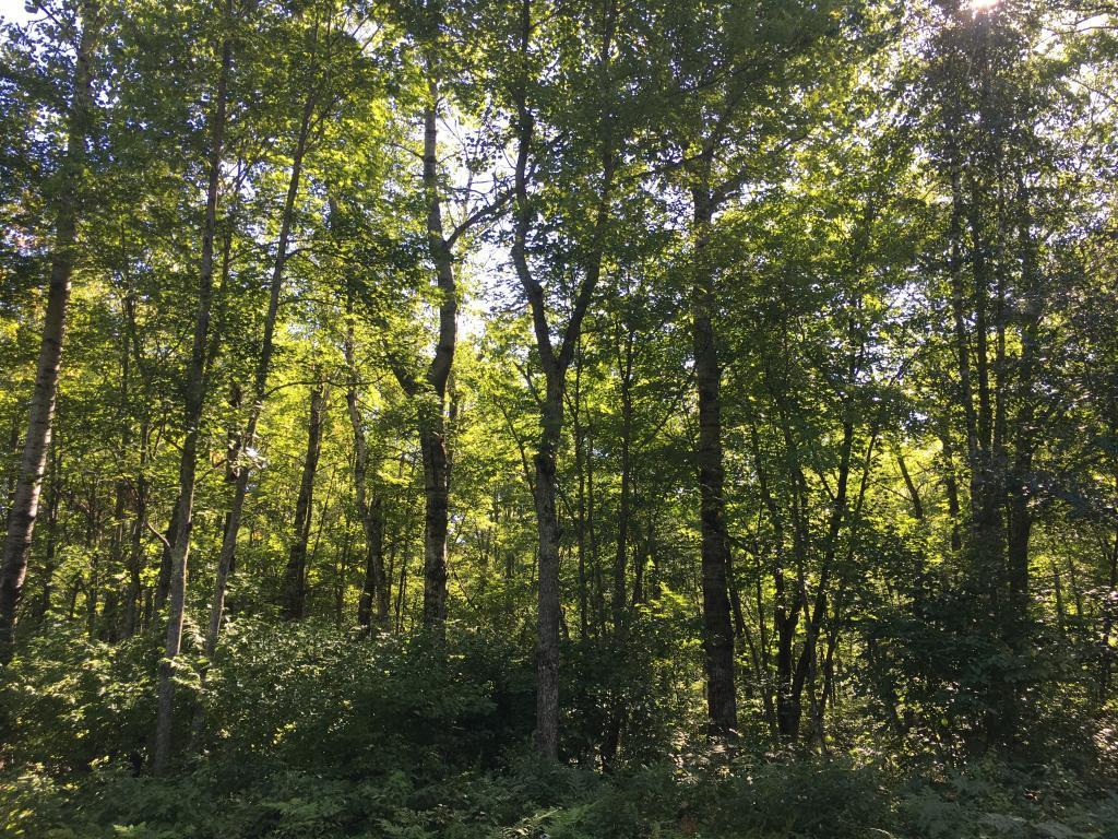 Lot 22 East Ruth Lake Road Iron River, WI 54847 - Photo 1 of 3