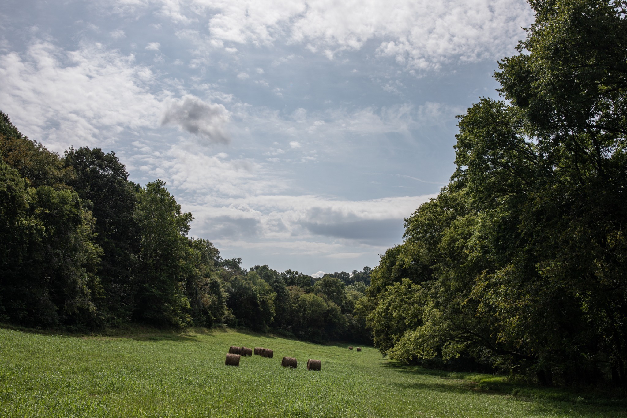5507 Snow Creek Road Santa Fe, TN 38482 - Photo 2 of 19 a view of a park with large trees