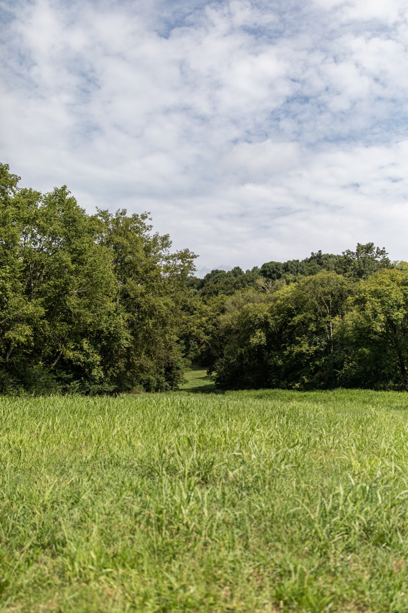 5507 Snow Creek Road Santa Fe, TN 38482 - Photo 12 of 19 a view of a garden