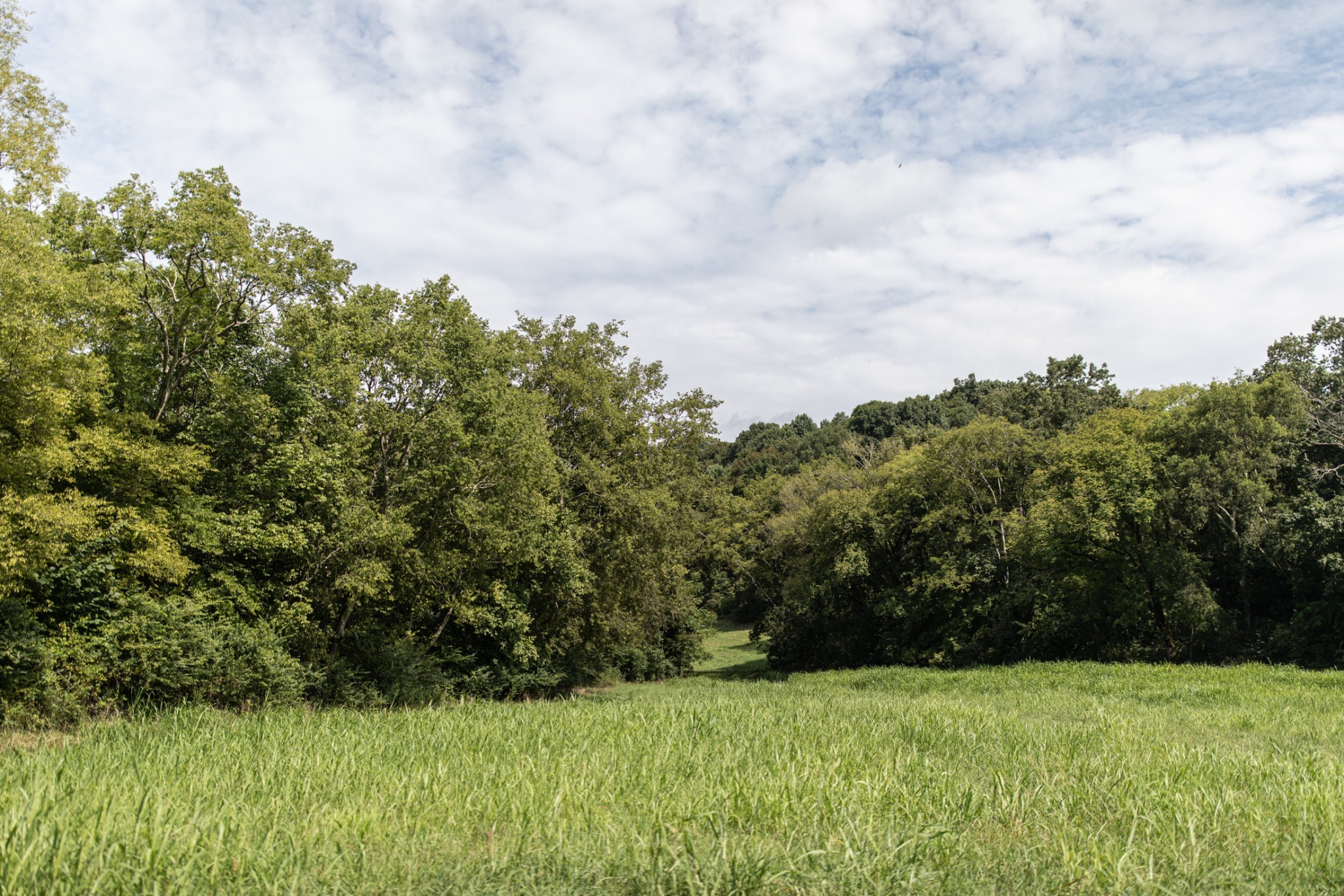 5507 Snow Creek Road Santa Fe, TN 38482 - Photo 13 of 19 a view of garden with trees