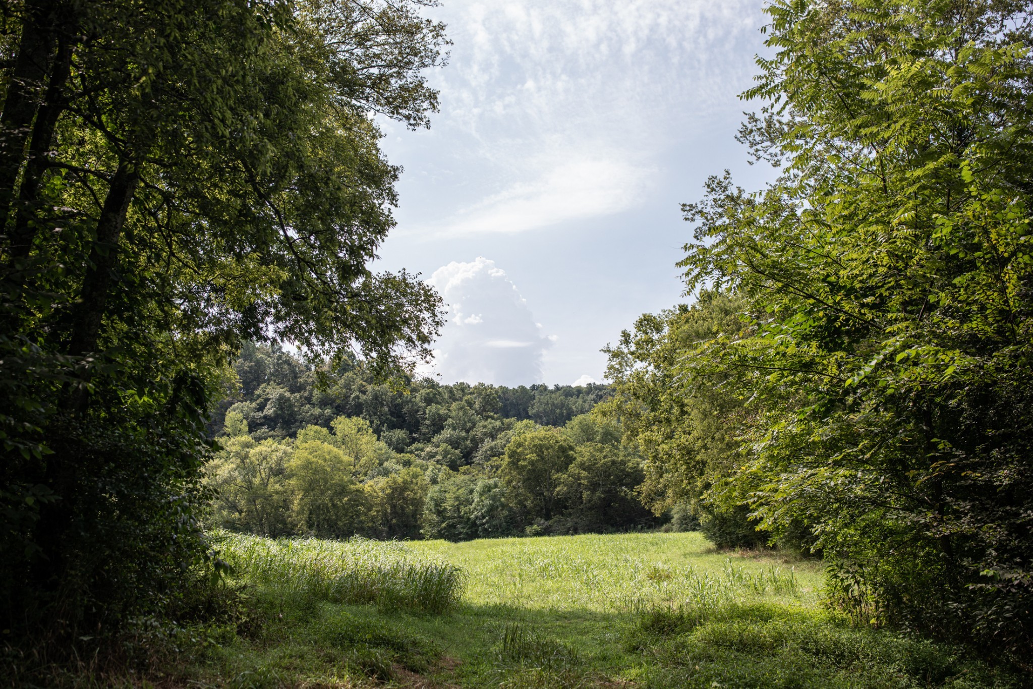 5507 Snow Creek Road Santa Fe, TN 38482 - Photo 6 of 19 a view of a garden