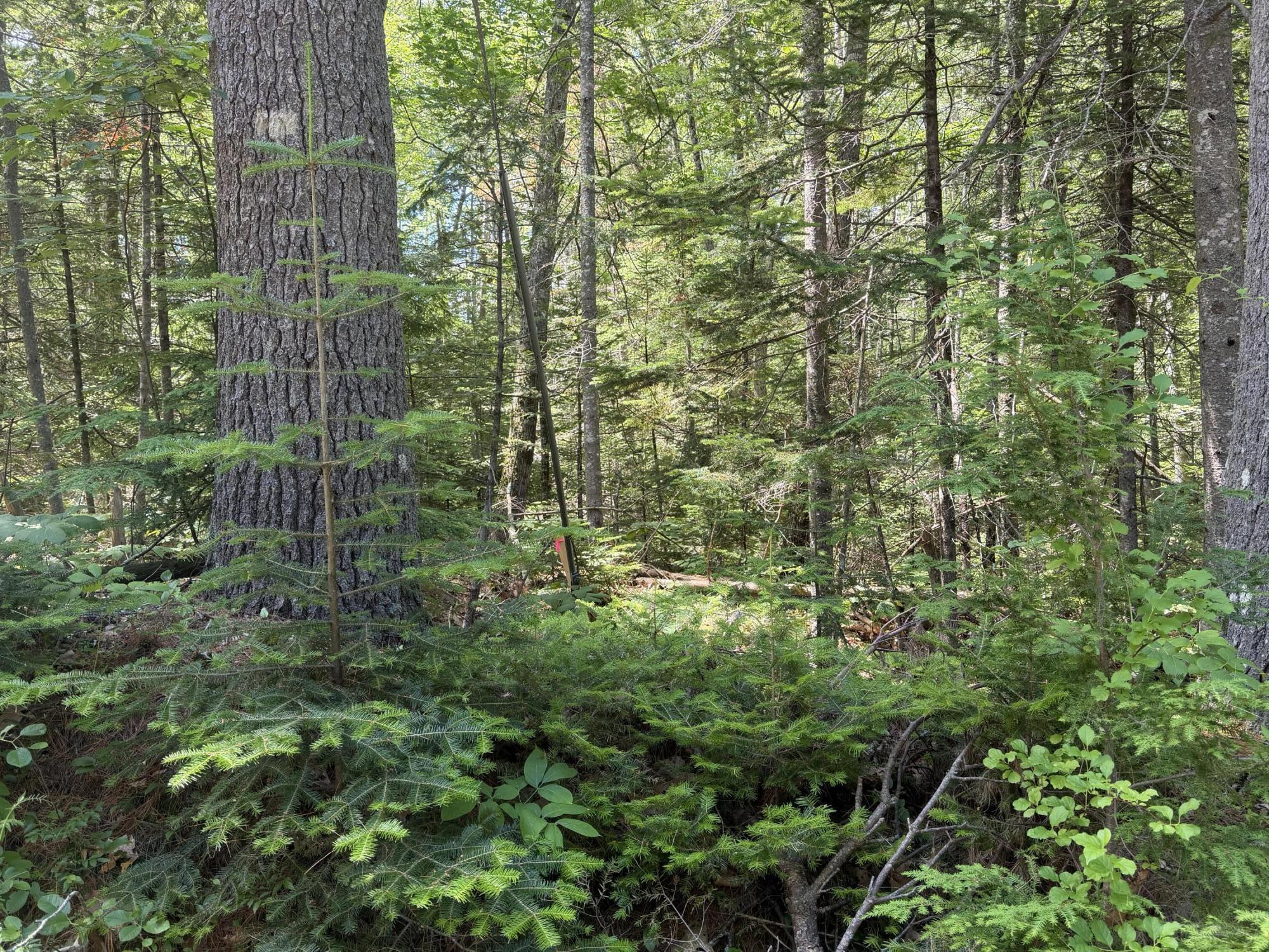 Lot R05129 Polly Clark Brook Wiscasset, ME 04578 - Photo 8 of 9 Lot R05129 Polly Clark Brook, Wiscasset