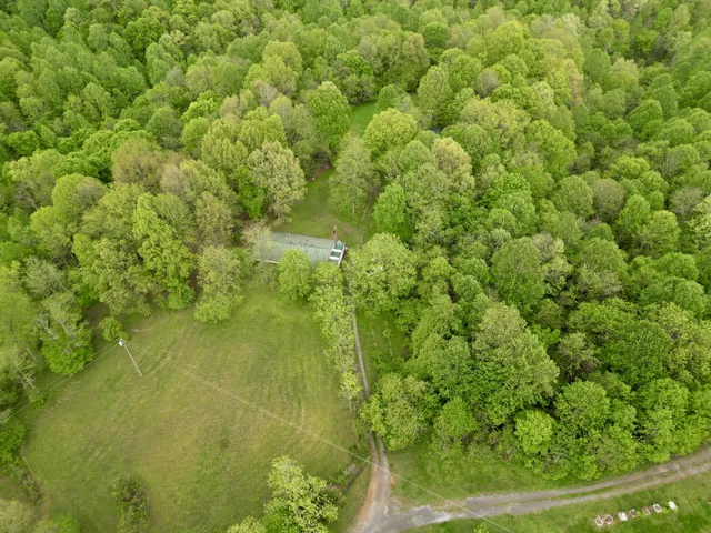 a view of a big yard with plants and large trees