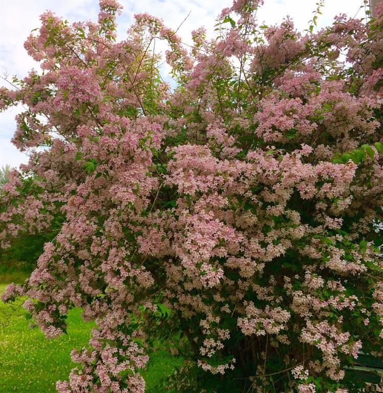 143 Tremont Road Bass Harbor, ME 04653 - Photo 22 of 29 Beautiful blossoming bush off the...
