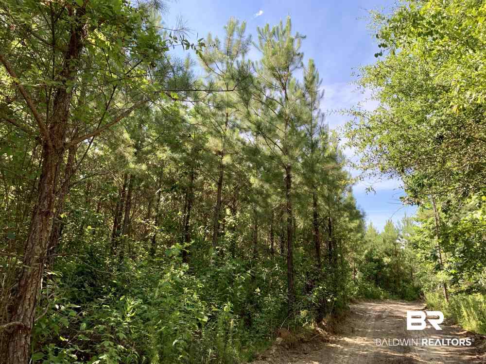 0 Country Road Uriah, AL 36480 - Photo 23 of 49