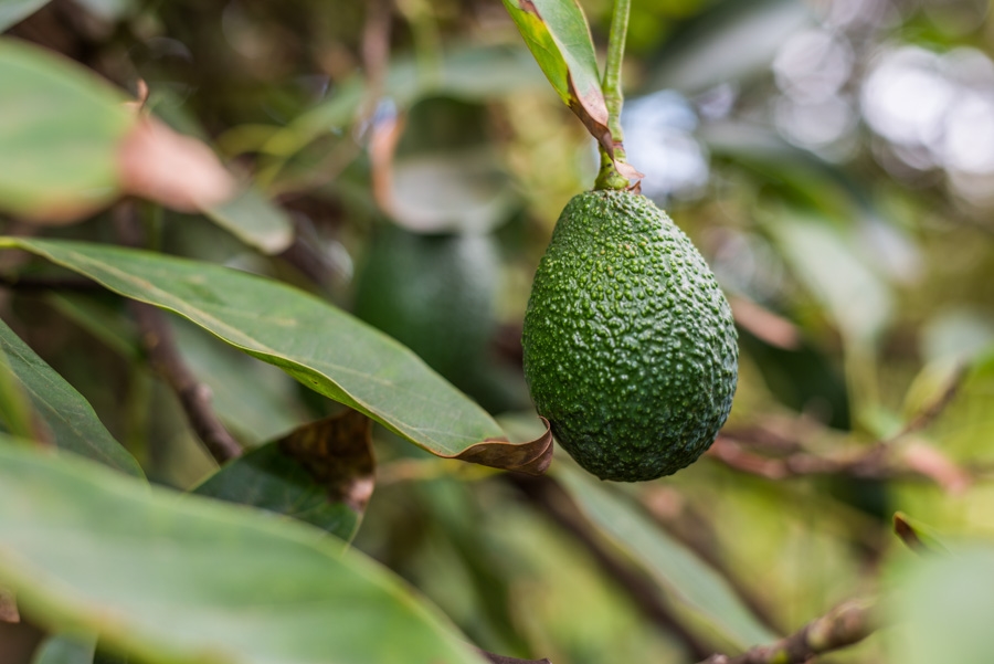 28403 Valley Center Road Valley Center, CA 92082 - Photo 23 of 25 Wonderful Hass avocados