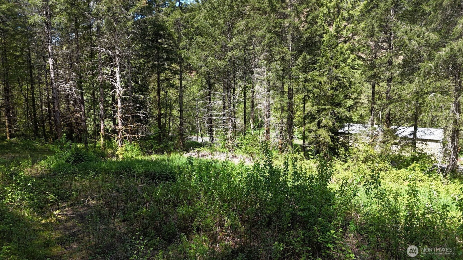 426 Highland Valley Road Morton, WA 98356 - Photo 2 of 14 a view of a yard with plants and trees