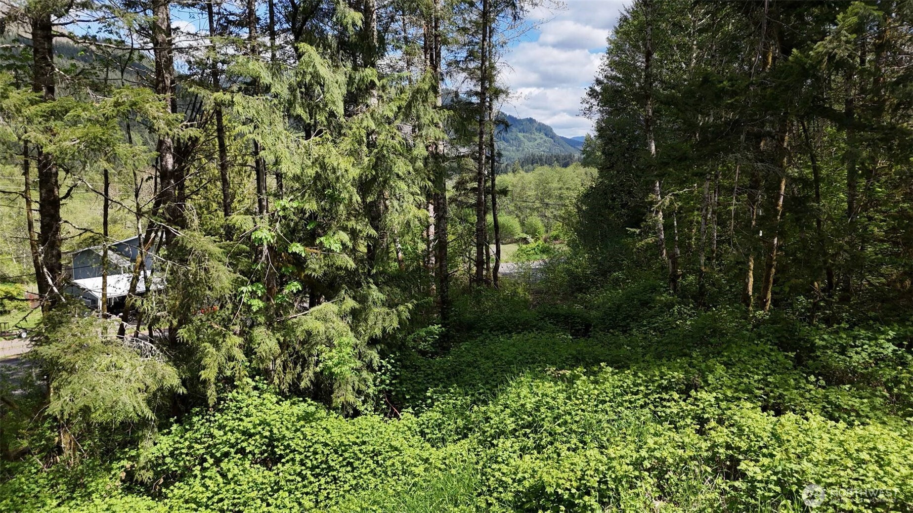 426 Highland Valley Road Morton, WA 98356 - Photo 3 of 14 a view of a forest with a tree