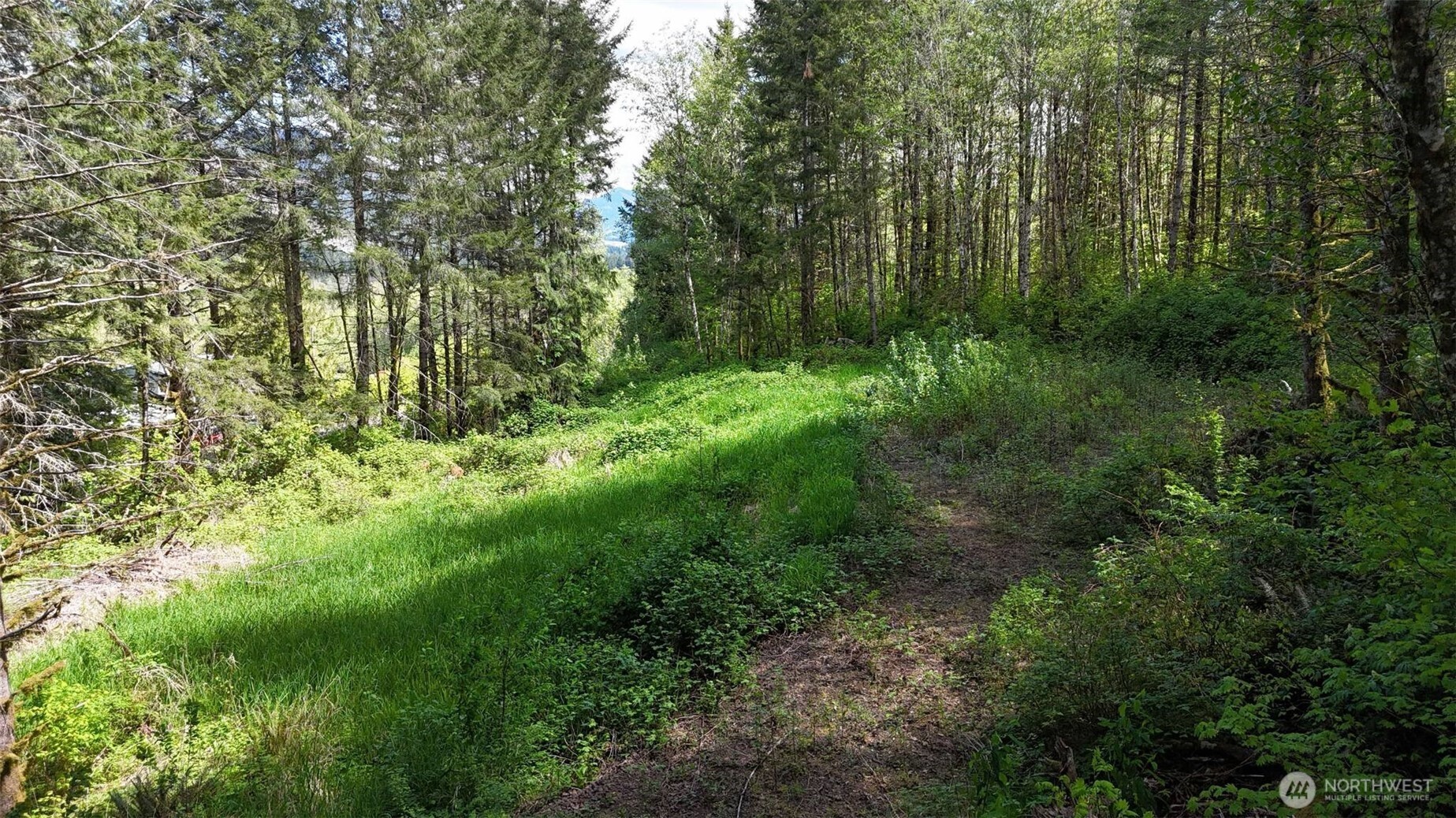 426 Highland Valley Road Morton, WA 98356 - Photo 5 of 14 a view of a lush green forest