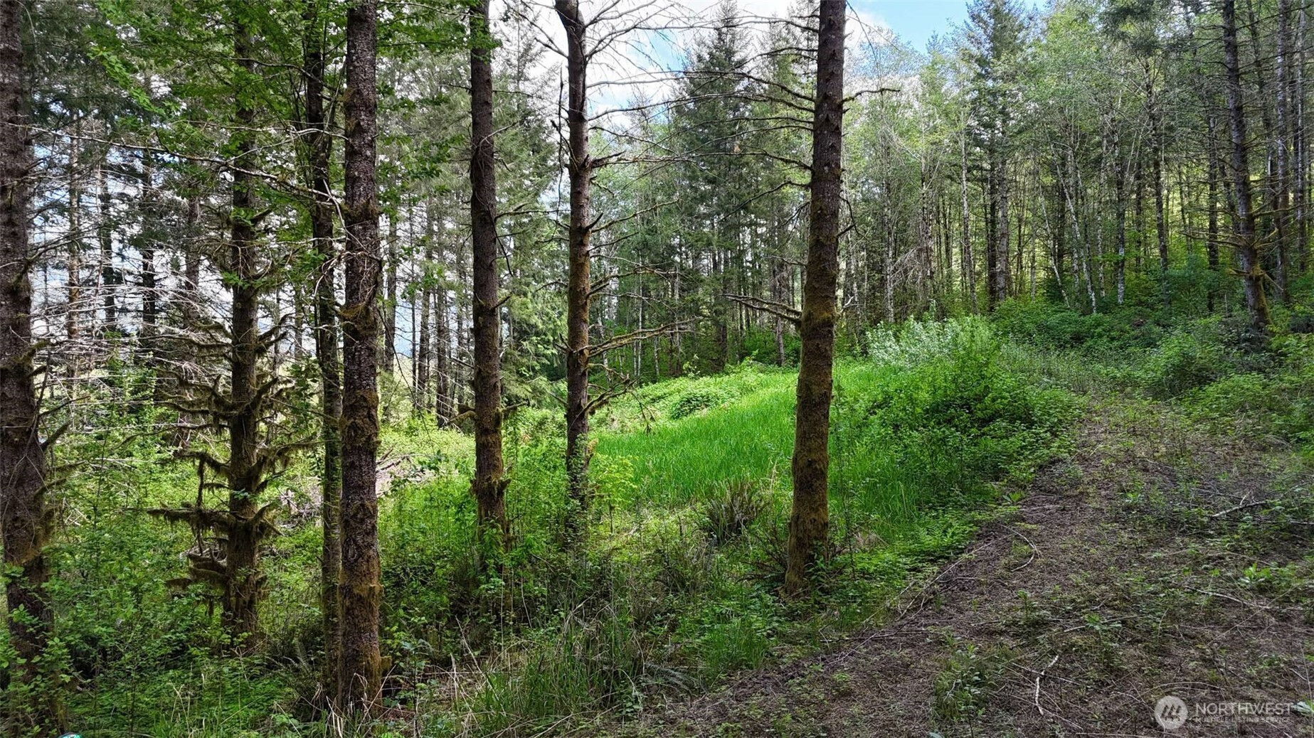426 Highland Valley Road Morton, WA 98356 - Photo 6 of 14 a view of a forest that has large trees