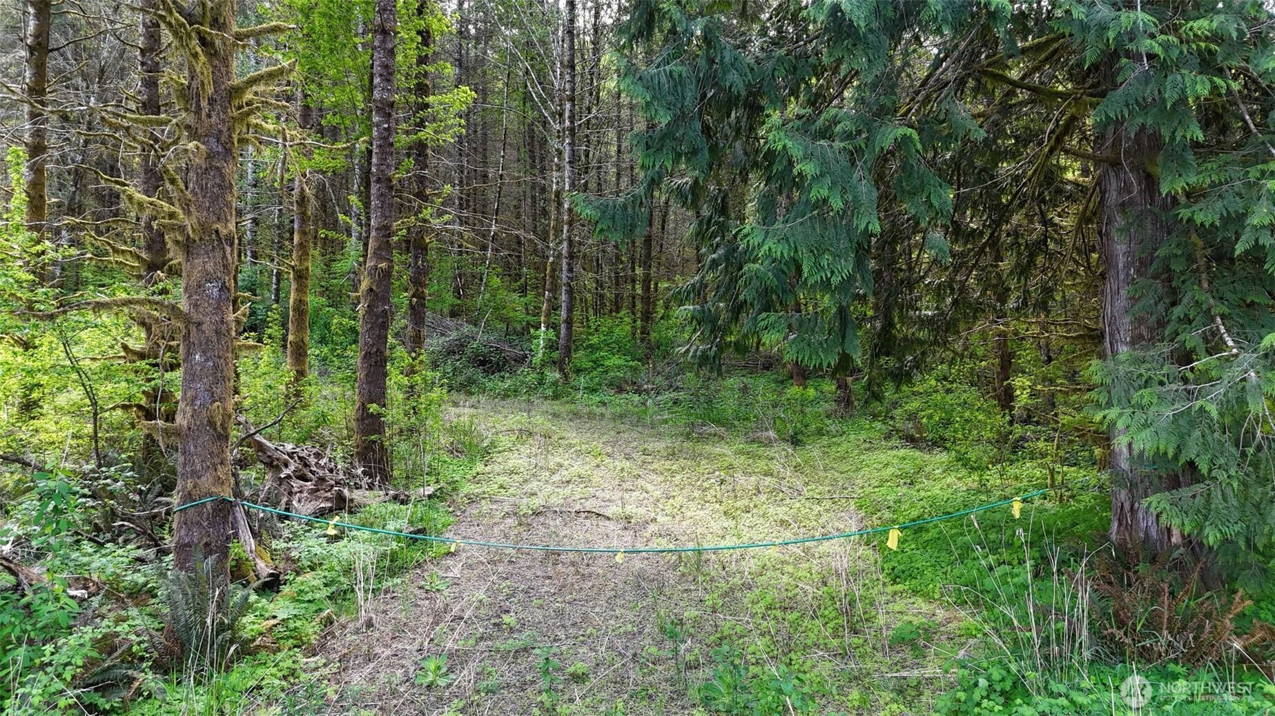 426 Highland Valley Road Morton, WA 98356 - Photo 7 of 14 a view of a forest with trees in the background