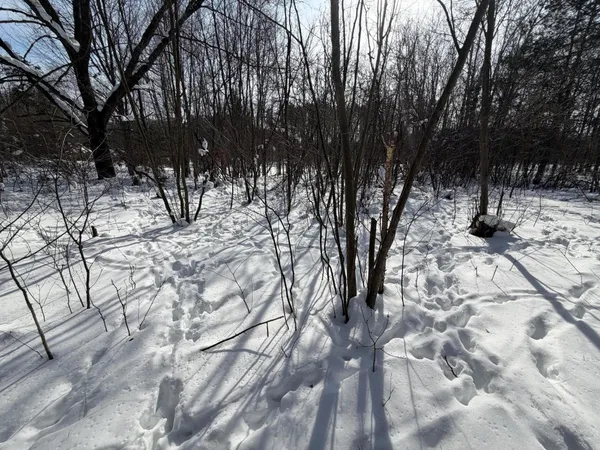 $135,000 | North Felch Avenue, White Cloud, MI 49349