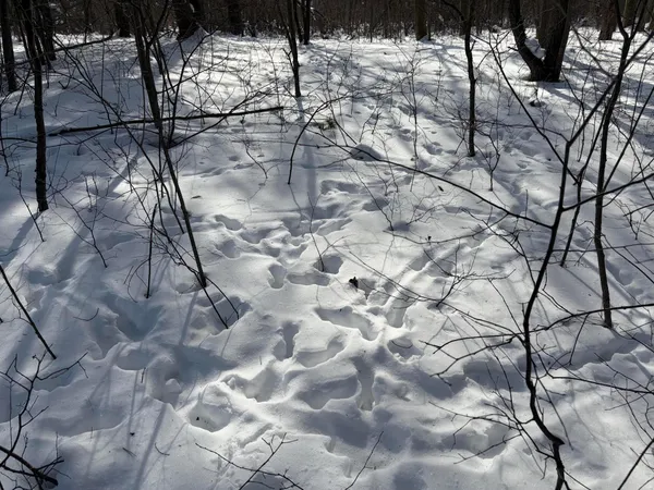 $135,000 | North Felch Avenue, White Cloud, MI 49349