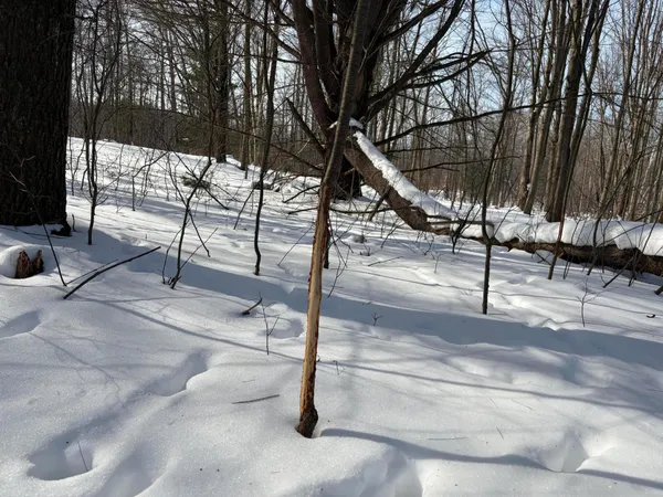 $135,000 | North Felch Avenue, White Cloud, MI 49349