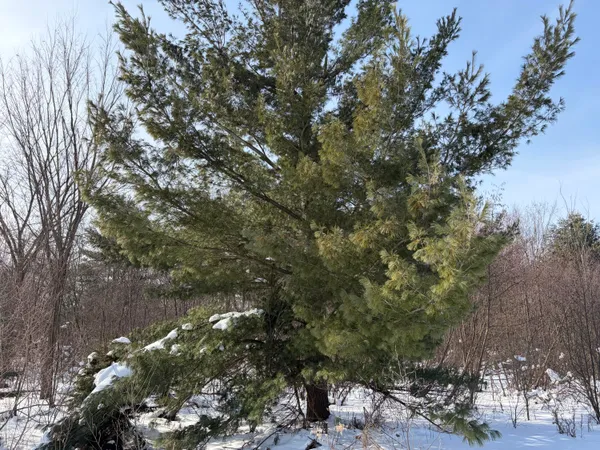 $135,000 | North Felch Avenue, White Cloud, MI 49349