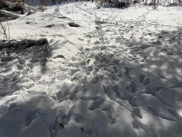 $135,000 | North Felch Avenue, White Cloud, MI 49349