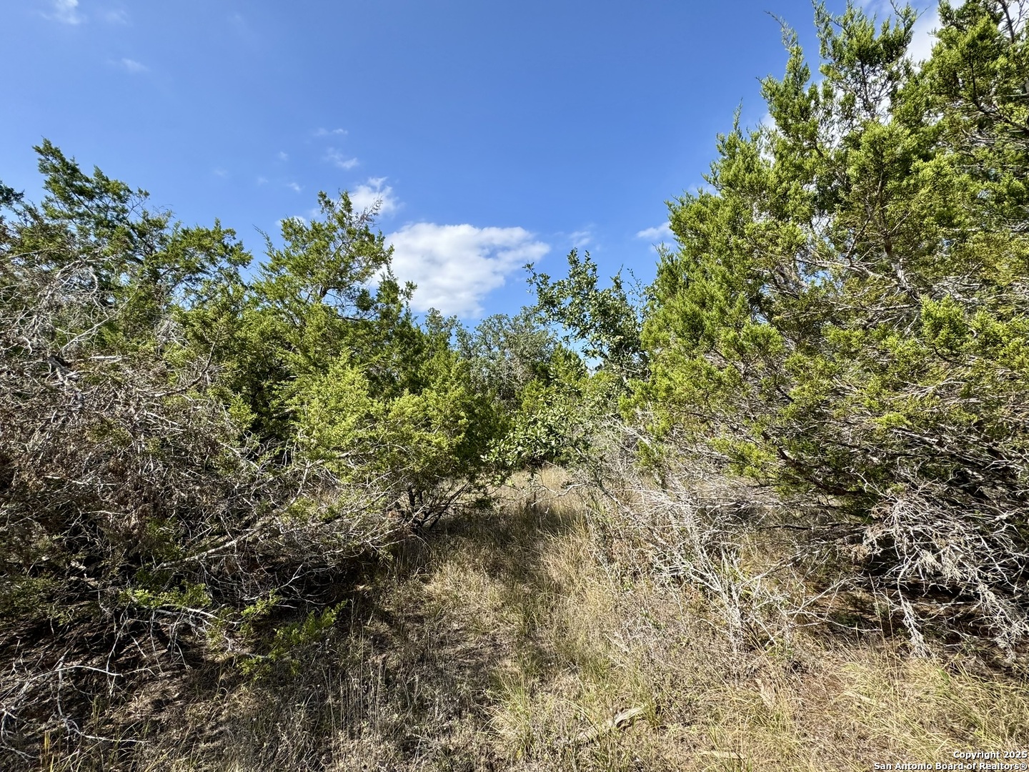1047 Mystic Breeze Spring Branch, TX 78070 - Photo 6 of 12 a view of a bunch of trees