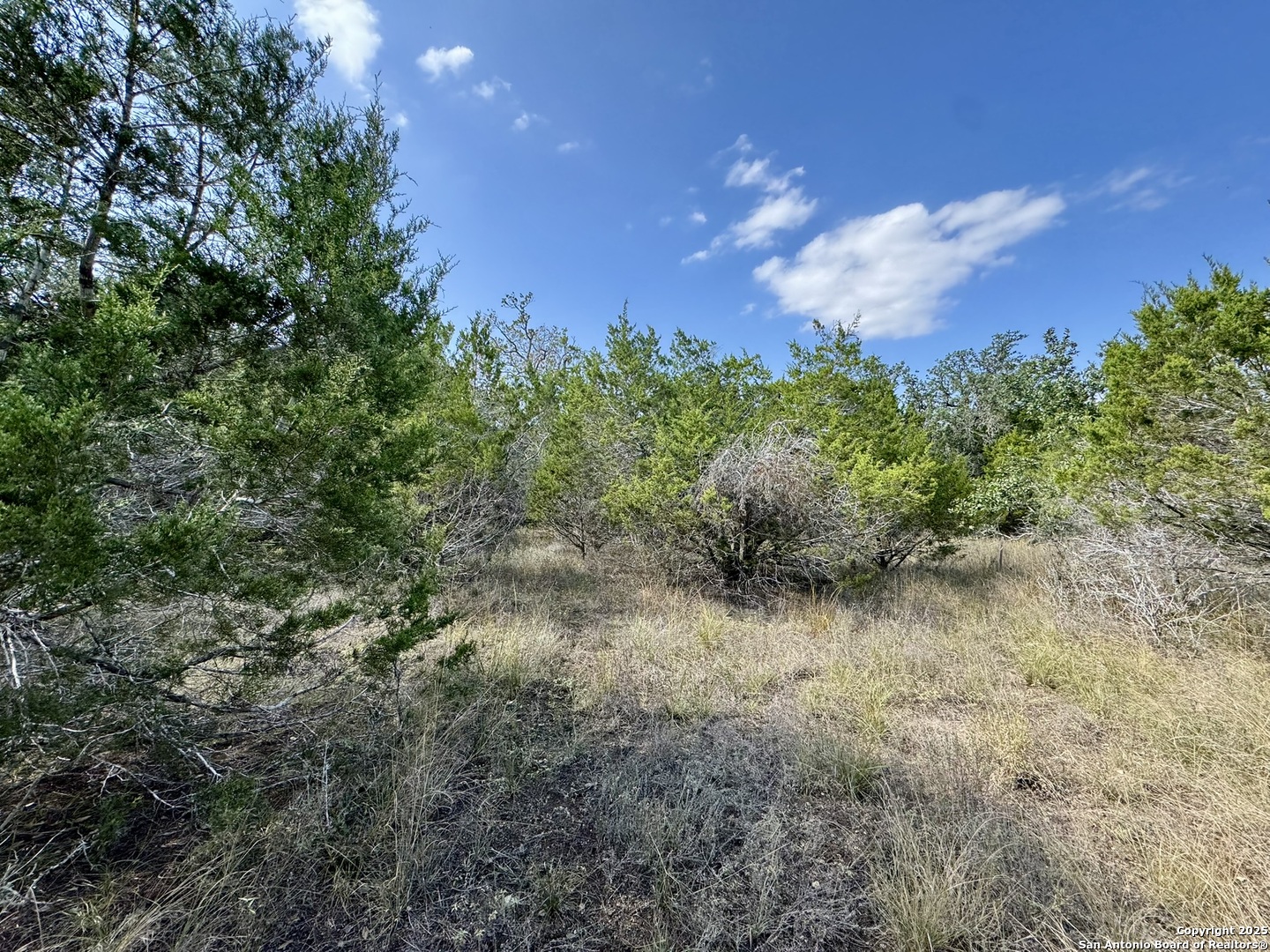 1047 Mystic Breeze Spring Branch, TX 78070 - Photo 7 of 12 a view of a yard with plants and a tree