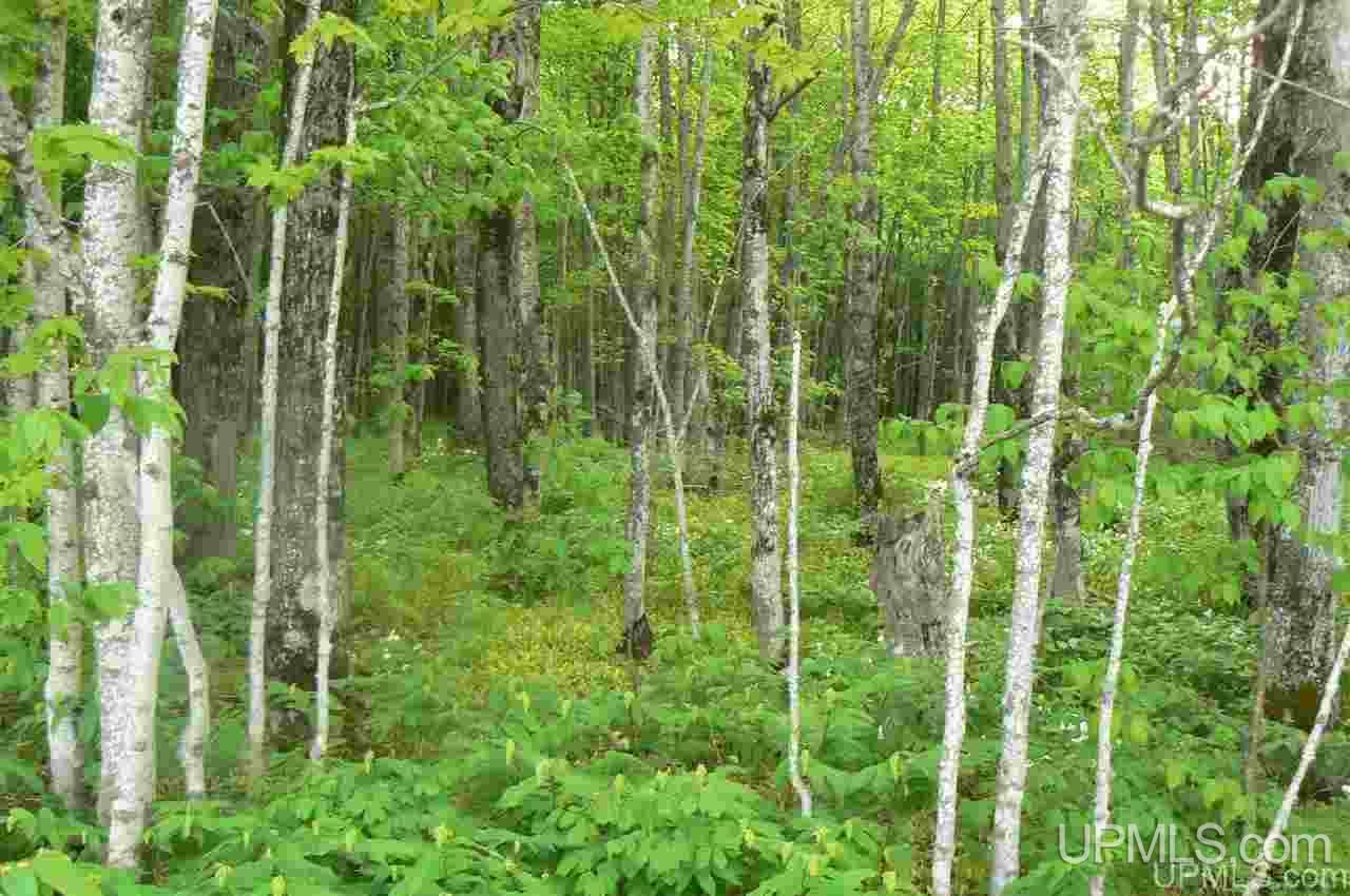 Tbd Benson 53 Acres Road Chatham, MI 49816 - Photo 3 of 10