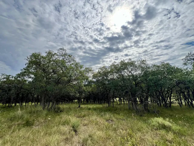 a view of a green yard