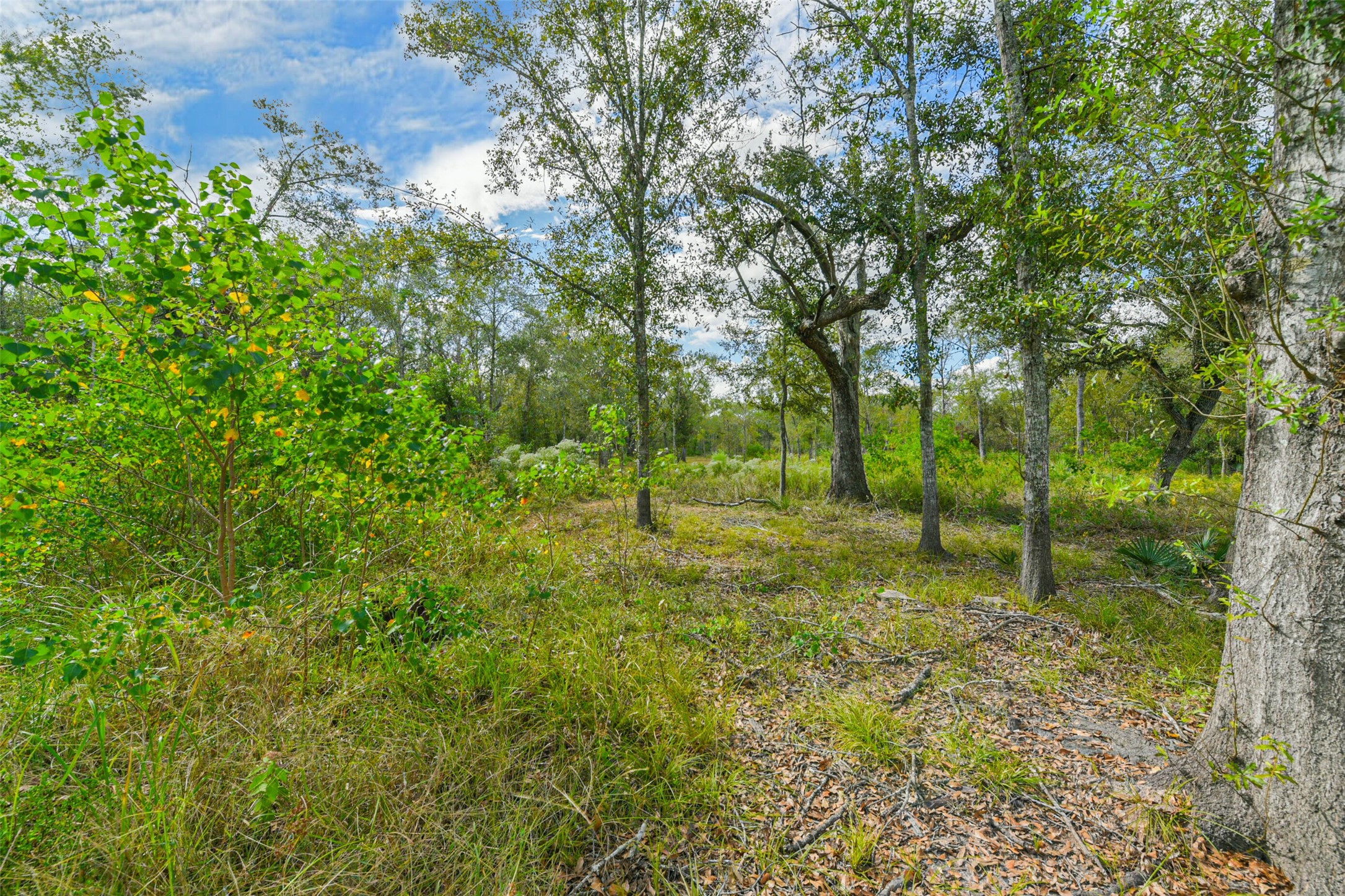 0 Live Oak Street Damon, TX 77430 - Photo 15 of 28 a view of a green field with lots of bushes