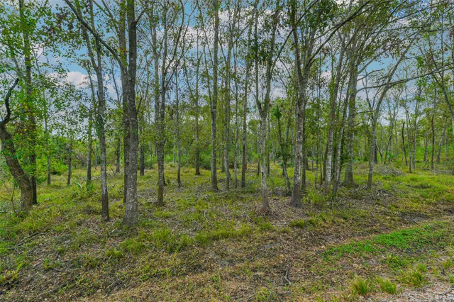 a view of a forest with trees in the background